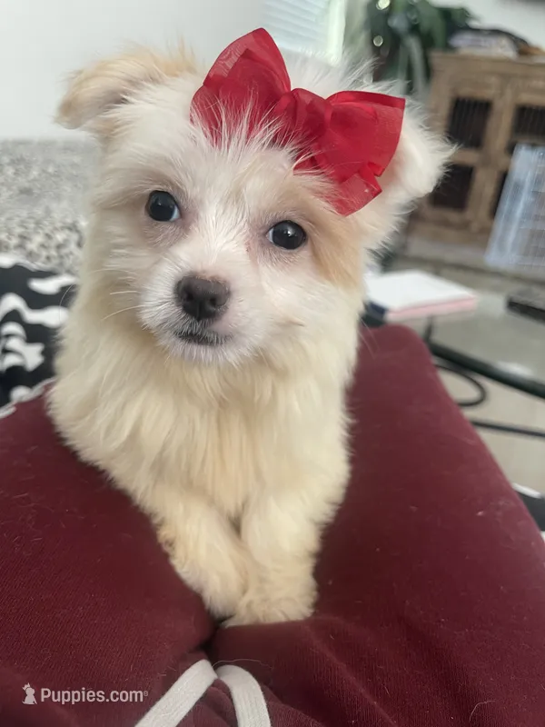 Delilah – Maltipom puppy for sale in Chino, CA