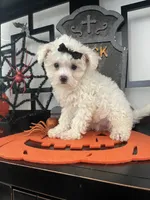 Lilly , a female Maltipoo for sale in Chino, CA – 4 of 4