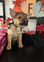 Donovan, a male Pomeranian and Yorkshire Terrier for sale in Chino, CA – 3 of 5