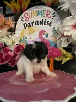 Lulu , a female Shihpoo and Poodle - Miniature  for sale in Chino Hills, CA – 3 of 5