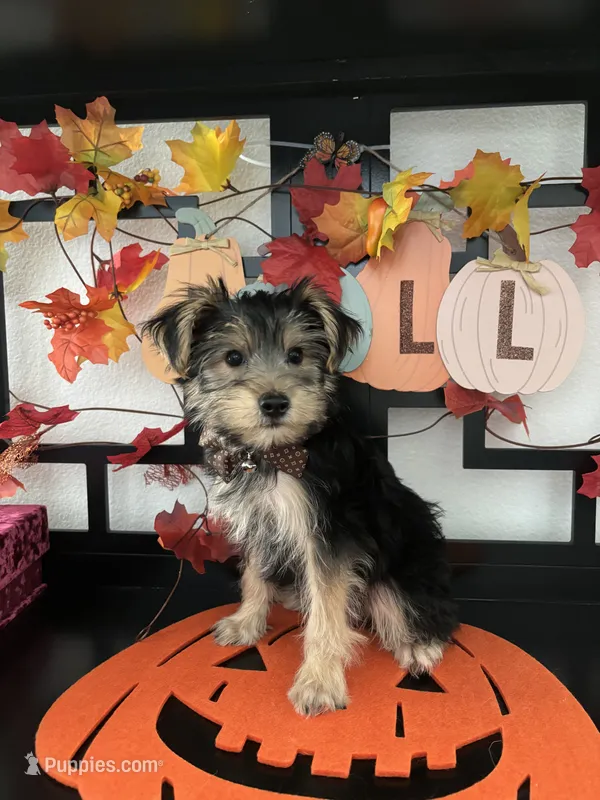 Samuel – Yorkshire Terrier puppy for sale in Chino, CA