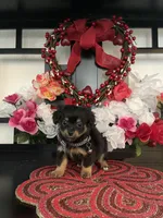 Joey, a male Shih Tzu and Yorkshire Terrier for sale in Chino Hills, CA – Photo 3 of 4