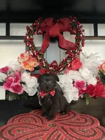 Joey, a male Shih Tzu and Yorkshire Terrier for sale in Chino Hills, CA – Photo 2 of 4