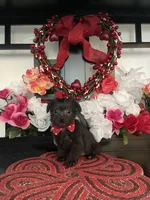 Joey, a male Shih Tzu and Yorkshire Terrier for sale in Chino Hills, CA – Photo 4 of 4