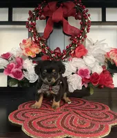 Joey, a male Shih Tzu and Yorkshire Terrier for sale in Chino Hills, CA – Photo 1 of 4