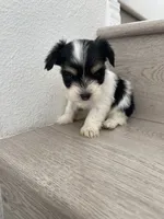 Lilly , a female Maltese and Yorkshire Terrier for sale in Chino, CA – 2 of 9