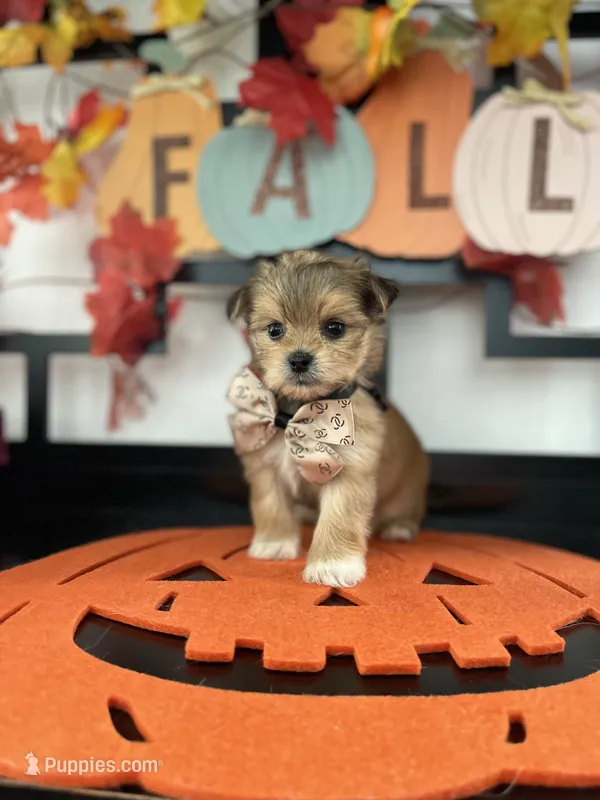 Morkies – Morkie puppy for sale in Chino, CA