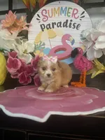 Willow, a female Maltipoo for sale in Chino Hills, CA – 3 of 4
