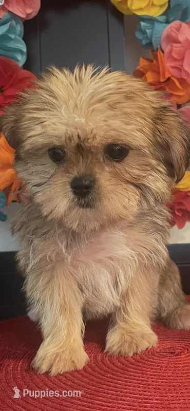 Lola – Yorkshire Terrier, Shorkie puppy for sale in Chino Hills, CA