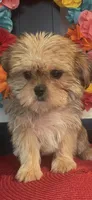 Lola, a female Yorkshire Terrier and Shorkie for sale in Chino Hills, CA – 1 of 4