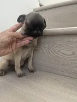 Gina, a female Pug for sale in Chino Hills, CA – 6 of 7