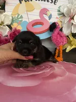 Toby, a male Morkie for sale in Chino Hills, CA – 7 of 7