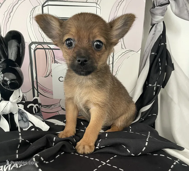 Donovan – Pomeranian, Yorkshire Terrier puppy for sale in Chino, CA