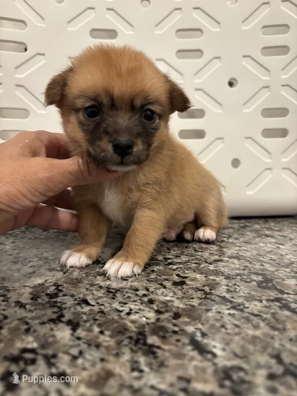 Donovan – Pomeranian, Yorkshire Terrier puppy for sale in Chino, CA