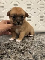 Twinkie, a female Pomeranian and Yorkshire Terrier for sale in Chino, CA – 6 of 8