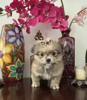 Laura, a female Pomeranian and Shih Tzu for sale in Chino Hills, CA – 2 of 6