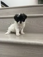 Wendy, a female Maltipoo for sale in Chino Hills, CA – 5 of 5