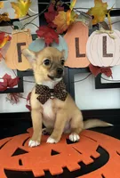 Donovan, a male Pomeranian and Yorkshire Terrier for sale in Chino, CA – 5 of 5