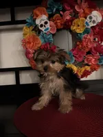 Charles, a male Yorkshire Terrier for sale in Chino Hills, CA – 7 of 7