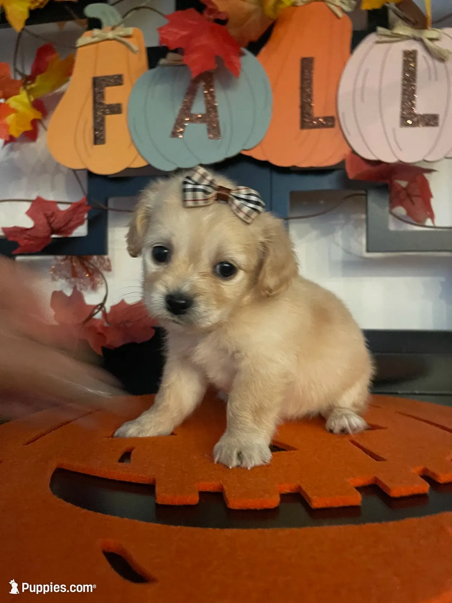 Chester, a male Maltese and Shih Tzu for sale in Chino, CA – 3 of 8