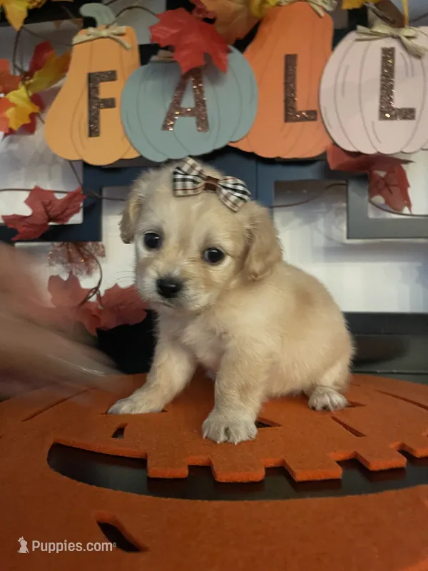 Lillian – Maltese, Shih Tzu puppy for sale in Chino, CA