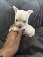 Casper, a male Chihuahua for sale in Chino Hills, CA – 3 of 6