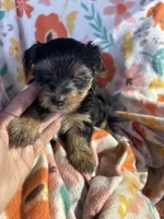 Clyde, a female Yorkshire Terrier for sale in Chino, CA – 5 of 7