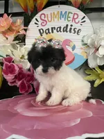 Wendy, a female Maltipoo for sale in Chino Hills, CA – 1 of 5