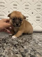 Twinkie, a female Pomeranian and Yorkshire Terrier for sale in Chino, CA – 8 of 8