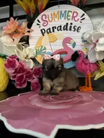 Tammy, a female Chihuahua and Shih Tzu for sale in Chino Hills, CA – 1 of 5