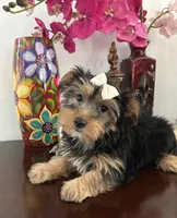 Samuel, a male Yorkshire Terrier for sale in Chino, CA – 3 of 3