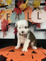 Lenny, a male Shih Tzu and Yorkshire Terrier for sale in Chino, CA – 8 of 8