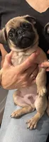 Toby, a male Pug for sale in Chino Hills, CA – 3 of 3