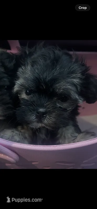 Chloe – Shorkie puppy for sale in Chino Hills, CA