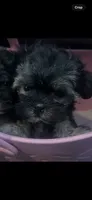 Chloe, a female Shorkie for sale in Chino Hills, CA – 1 of 5