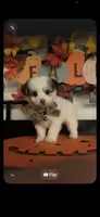 Lilly, a male Pomapoo for sale in Chino, CA – 8 of 10