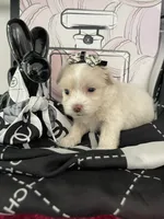 Lulu, a female Maltipoo for sale in Chino, CA – 4 of 6
