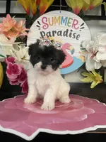 Wendy, a female Maltipoo for sale in Chino Hills, CA – 2 of 5