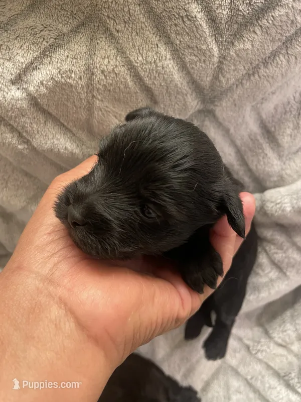 Toby, a male Morkie for sale in Chino Hills, CA – 1 of 7
