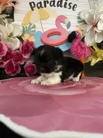 Lenny, a male Morkie for sale in Chino Hills, CA – 2 of 5