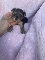 Gina, a female Yorkshire Terrier for sale in Chino Hills, CA – Photo 3 of 5