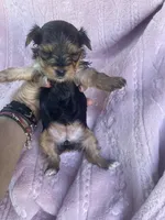 Gina, a female Yorkshire Terrier for sale in Chino Hills, CA – Photo 4 of 5