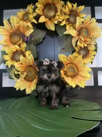 Gina, a female Yorkshire Terrier for sale in Chino Hills, CA – Photo 4 of 5