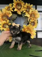 Gina, a female Yorkshire Terrier for sale in Chino Hills, CA – Photo 5 of 5