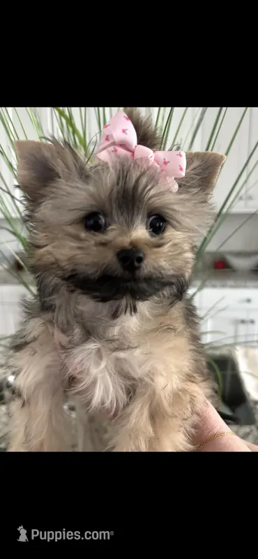 Luna – Yorkshire Terrier puppy for sale in Chino Hills, CA