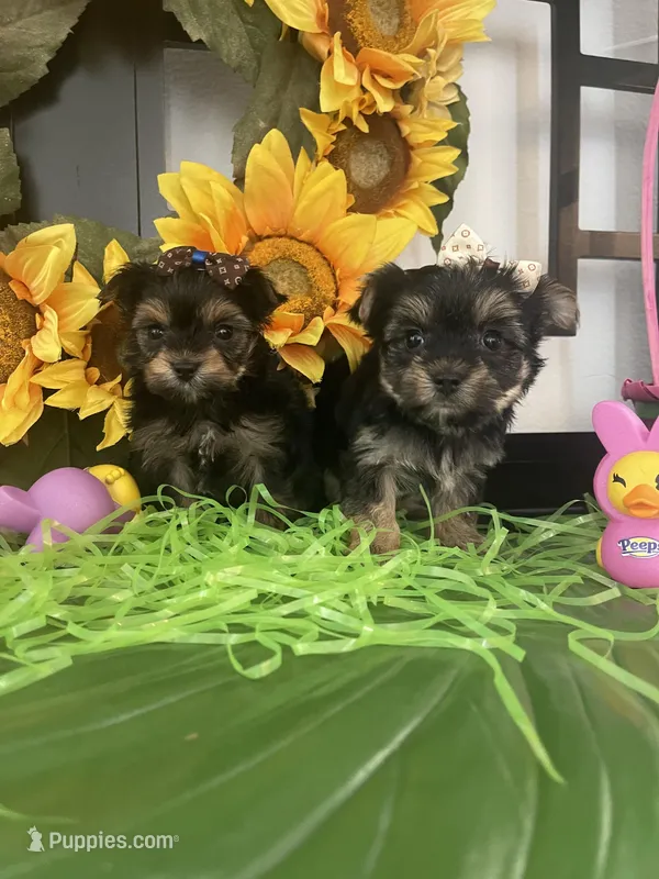 Gina – Yorkshire Terrier puppy for sale in Chino Hills, CA