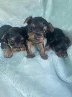 Gina, a female Yorkshire Terrier for sale in Chino Hills, CA – Photo 2 of 5