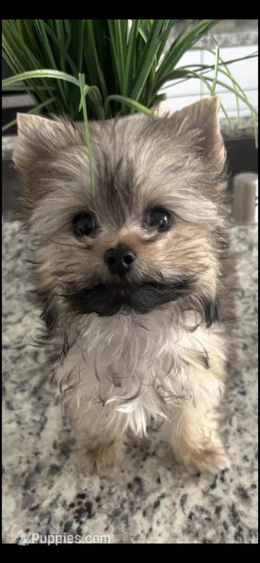 Luna – Yorkshire Terrier puppy for sale in Chino Hills, CA