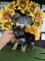 Gina, a female Yorkshire Terrier for sale in Chino Hills, CA – Photo 3 of 5