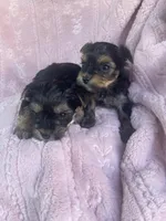 Gina, a female Yorkshire Terrier for sale in Chino Hills, CA – Photo 5 of 5